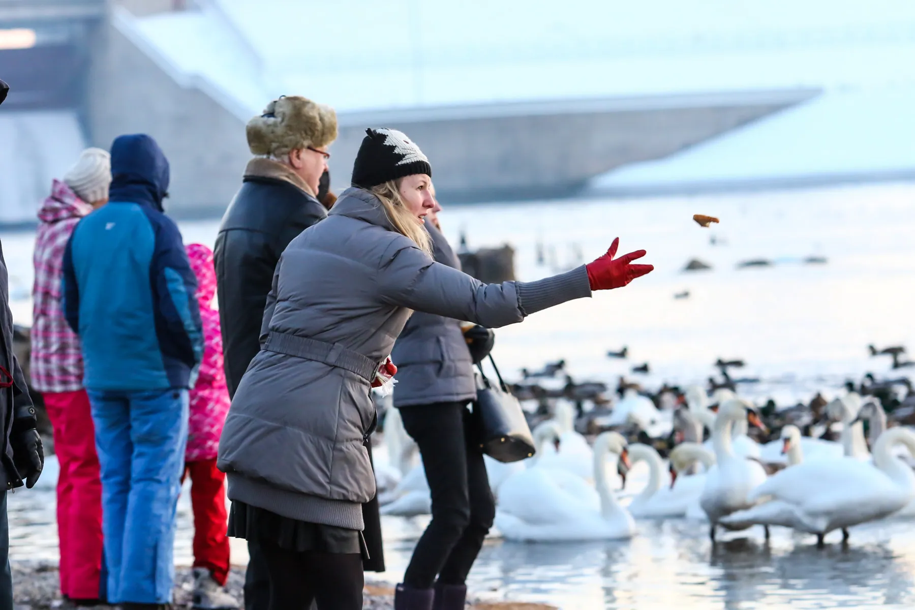 Gulbių ir ančių šėrimas ties hidroelektrine