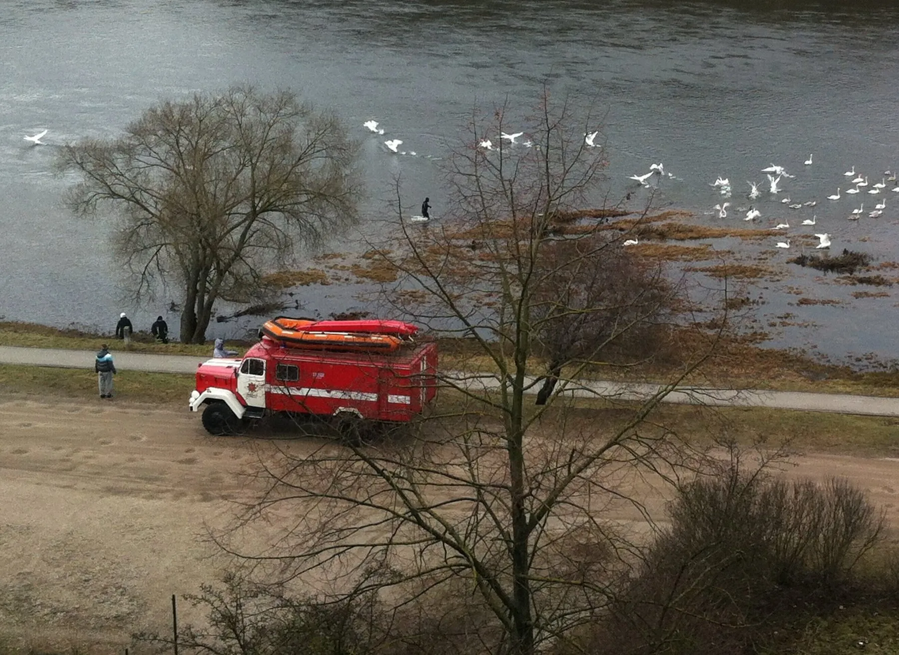 Sužeistos gulbės gelbėjimo operacija
