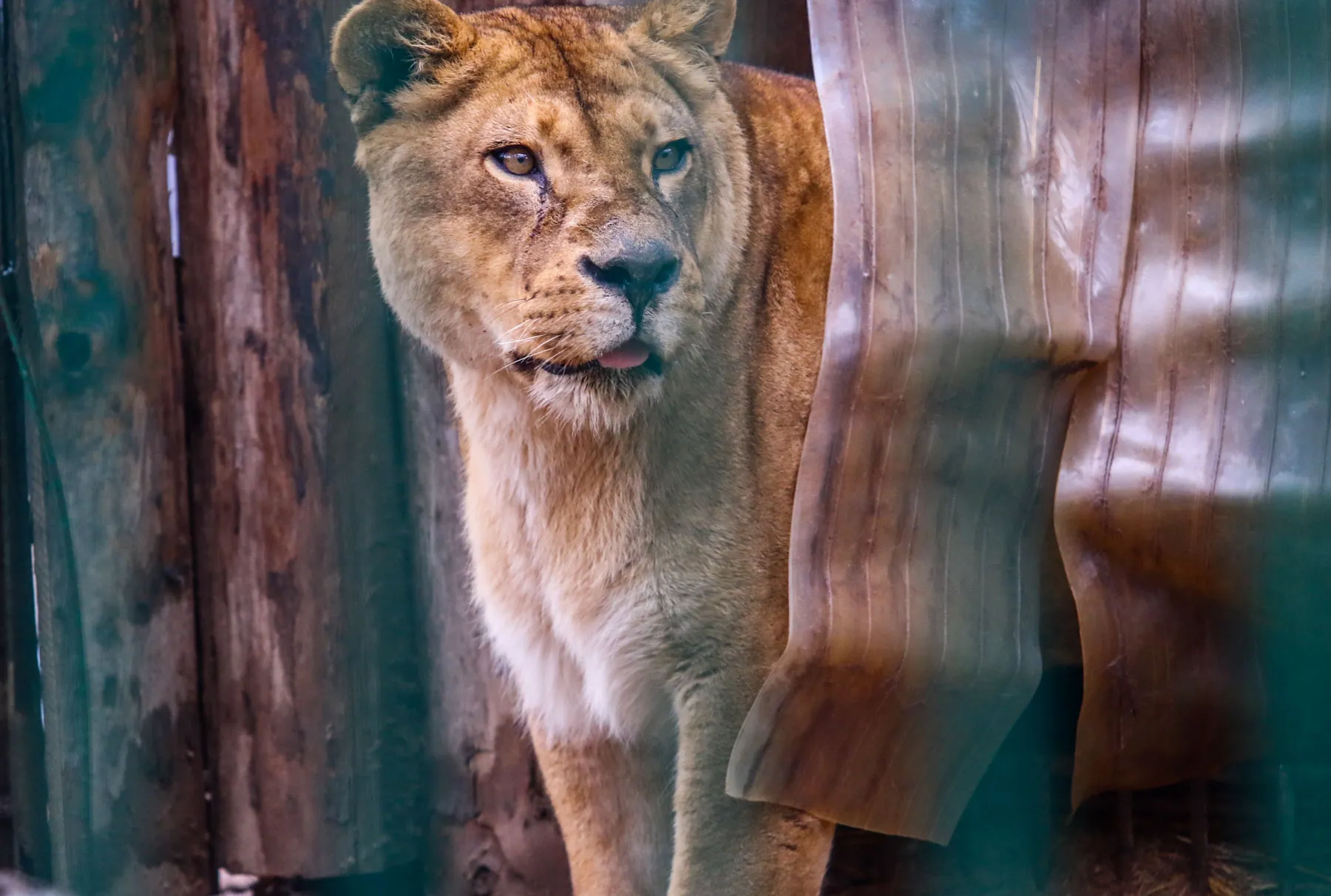 Zoologijos sode užsieniečiai įnešė atrakcijų gyvūnams