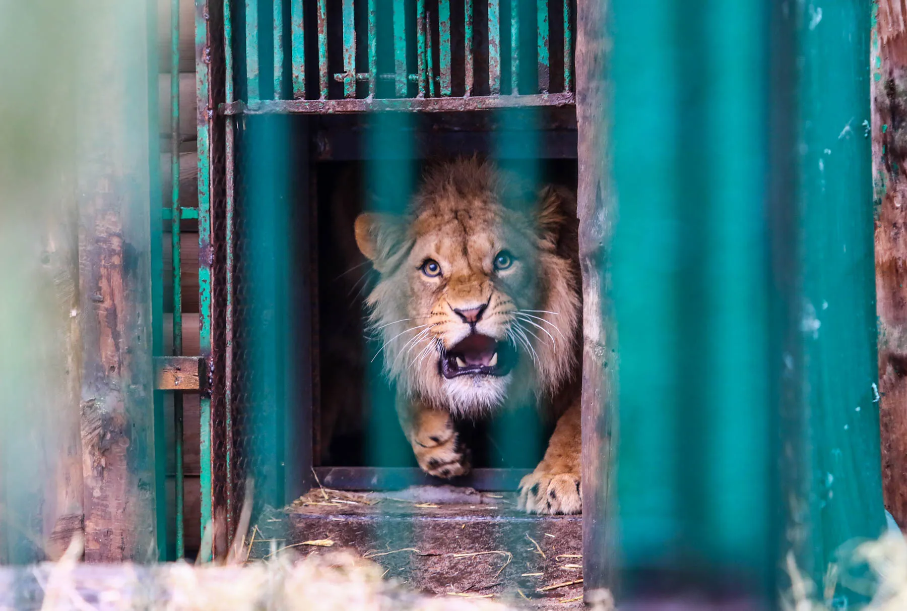 Zoologijos sode užsieniečiai įnešė atrakcijų gyvūnams