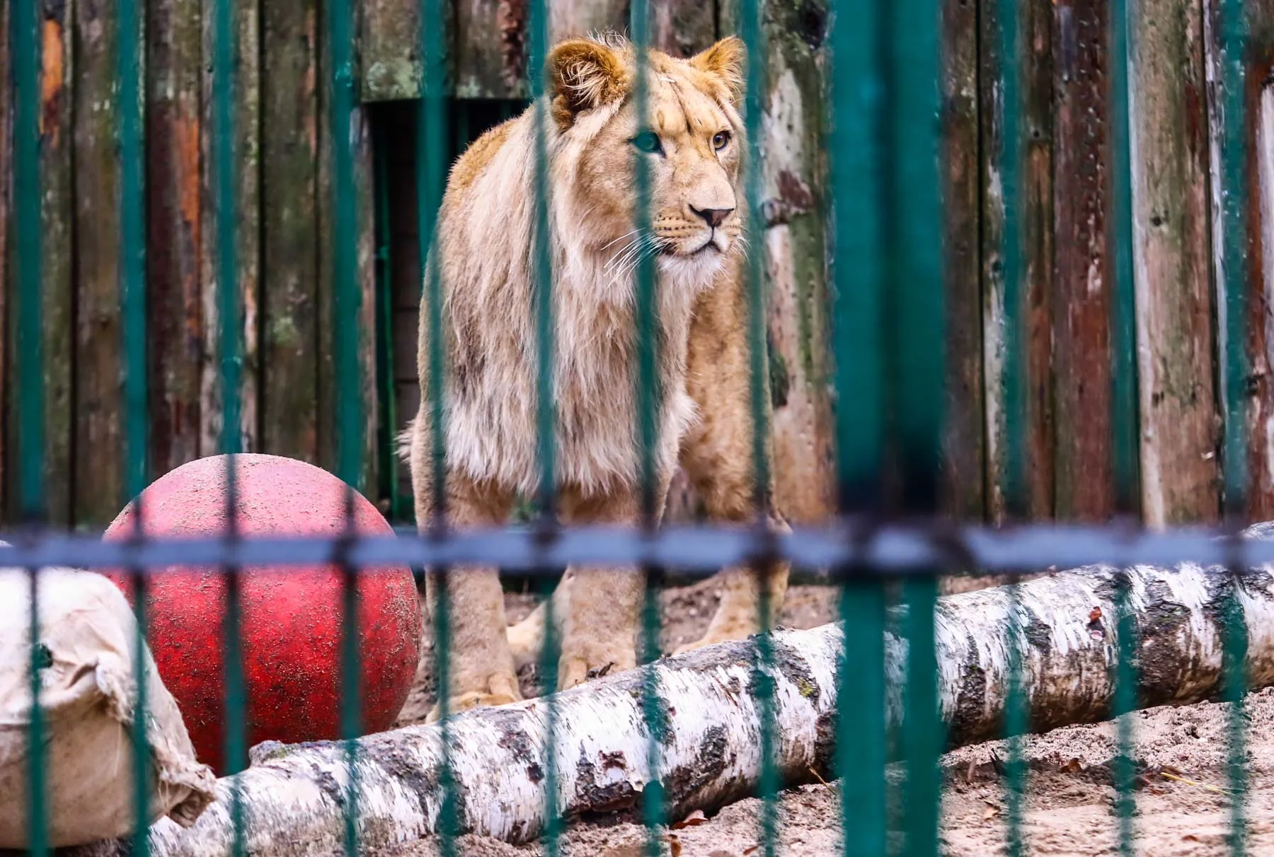 Zoologijos sode užsieniečiai įnešė atrakcijų gyvūnams