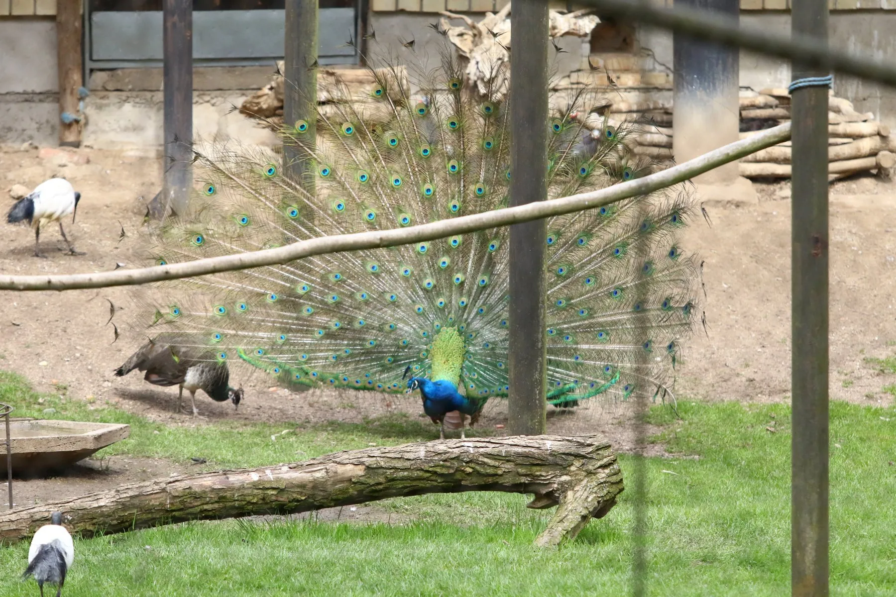 Zoologijos sodo sezono atidarymas