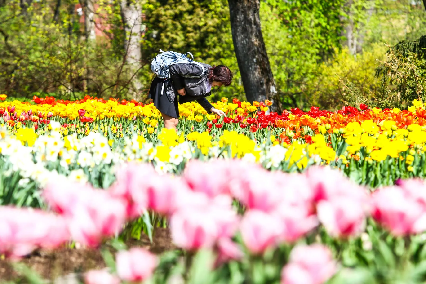 Gėlių žydėjimas botanikos sode