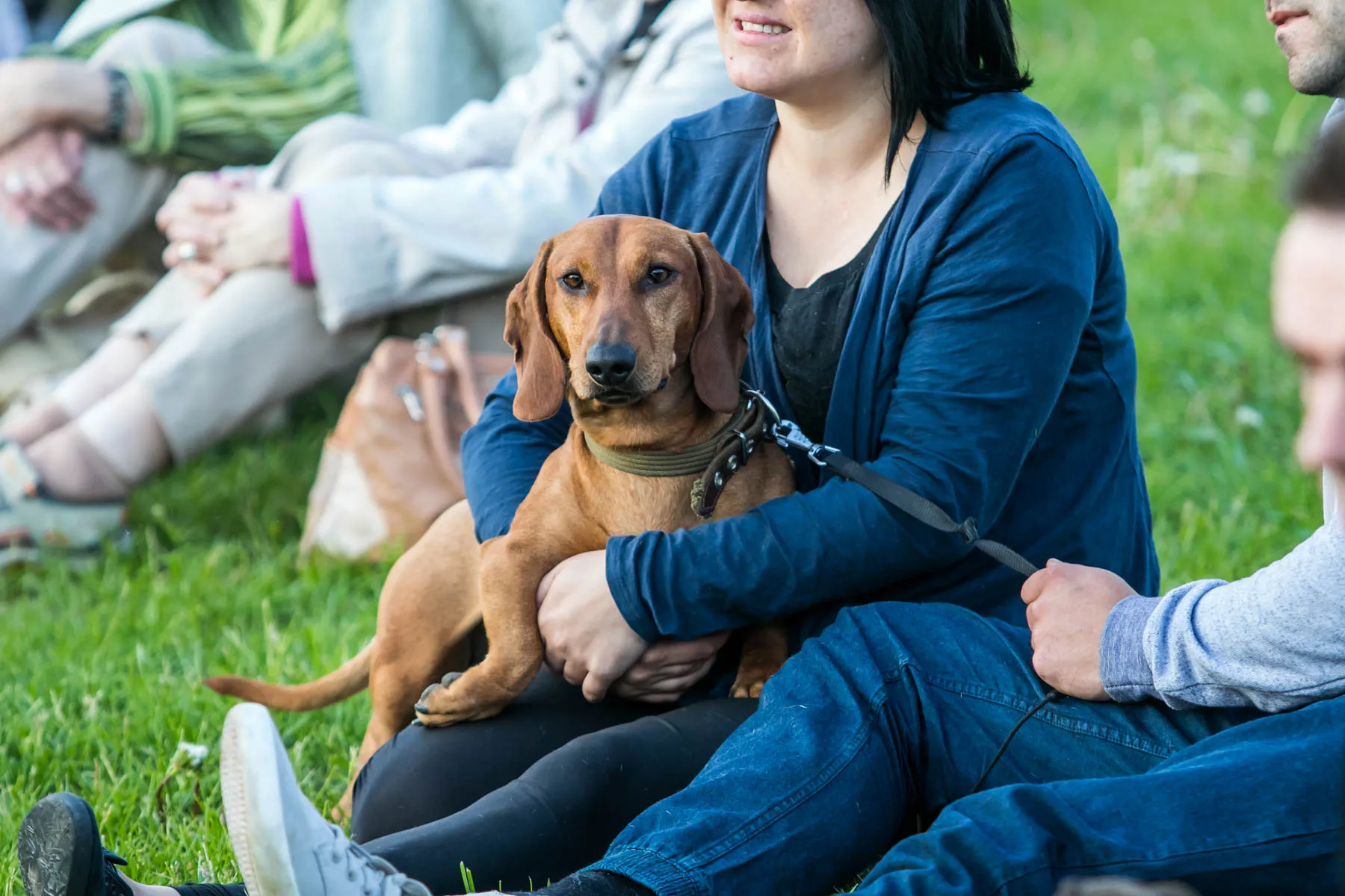 Hanzos dienos 2016, šuo