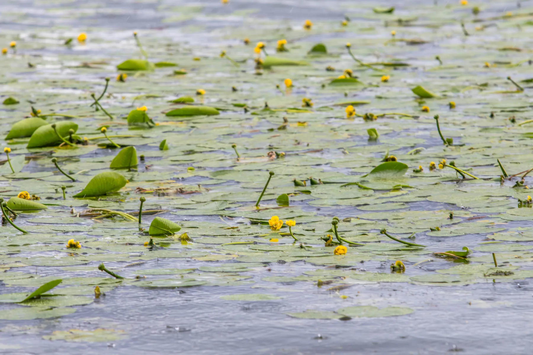 Meilės įlanka Kauno mariose