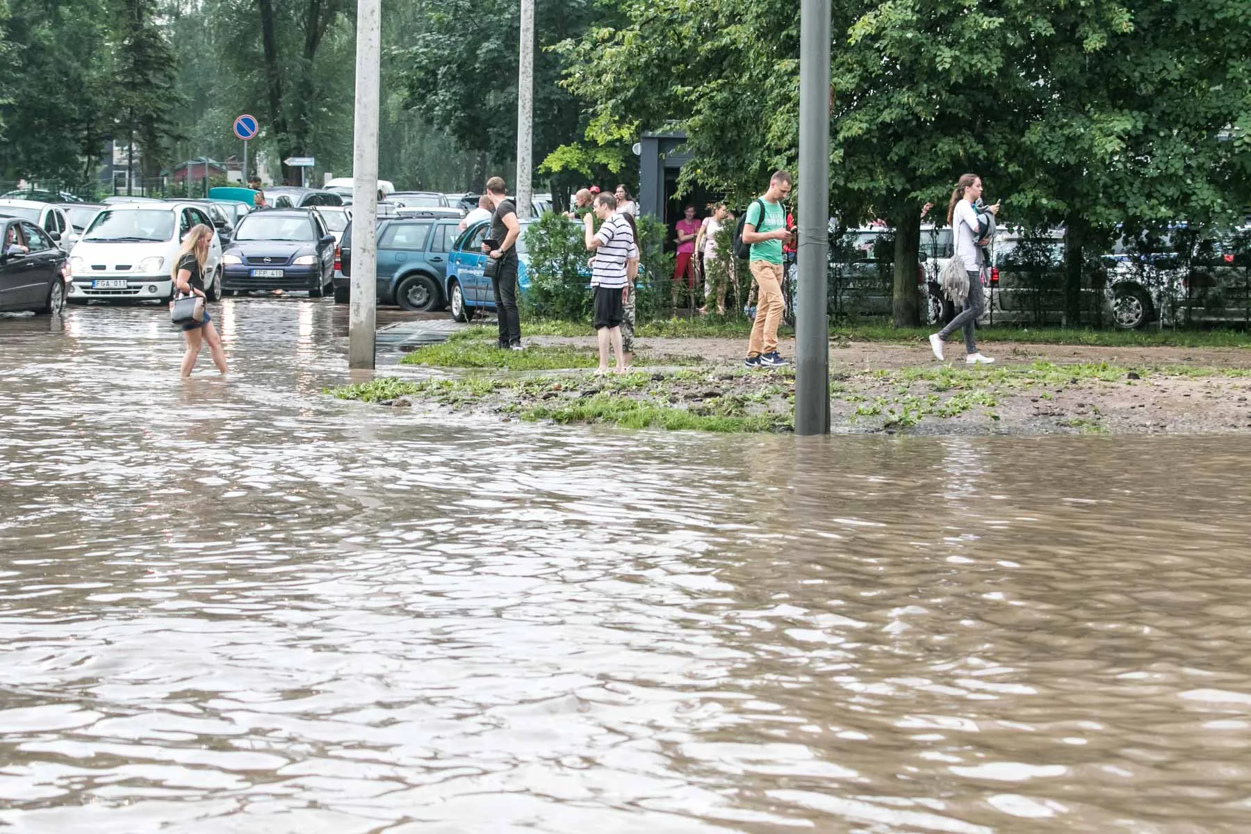 Liūtis Dainavos rajone