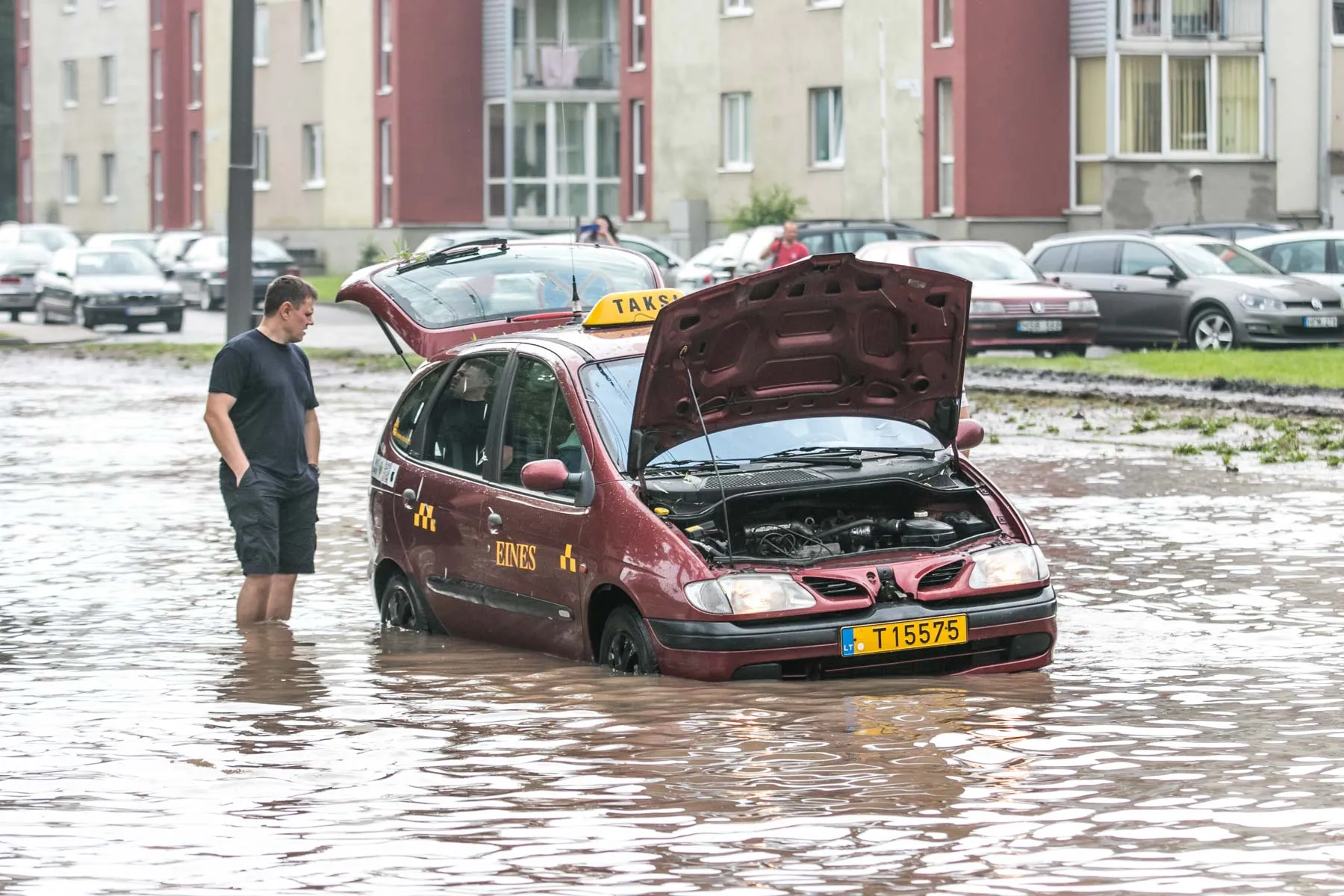 Liūtis Dainavos rajone