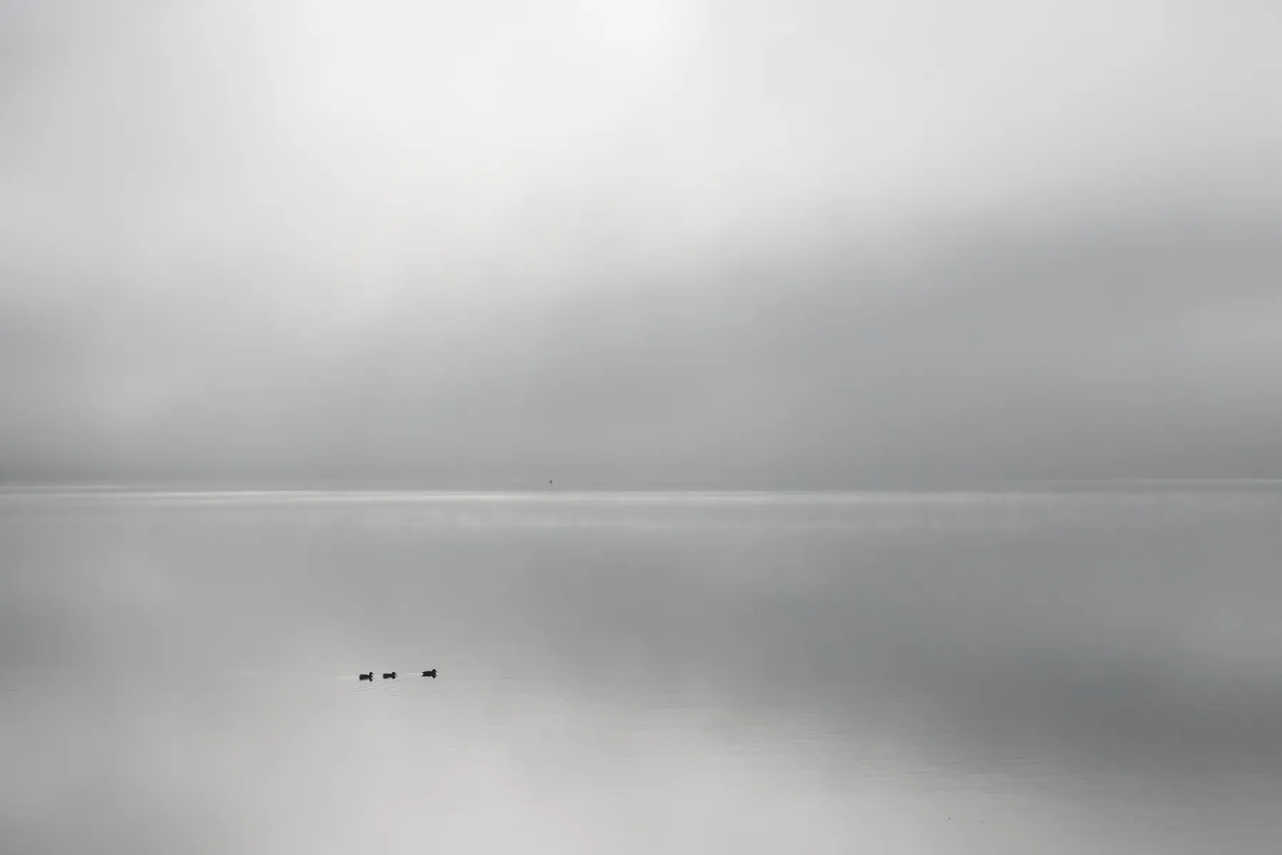 Rūkas Kauno mariose