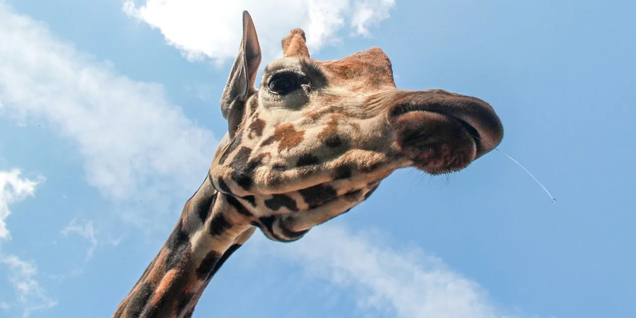 Žirafa Lietuvos zoologijos sode