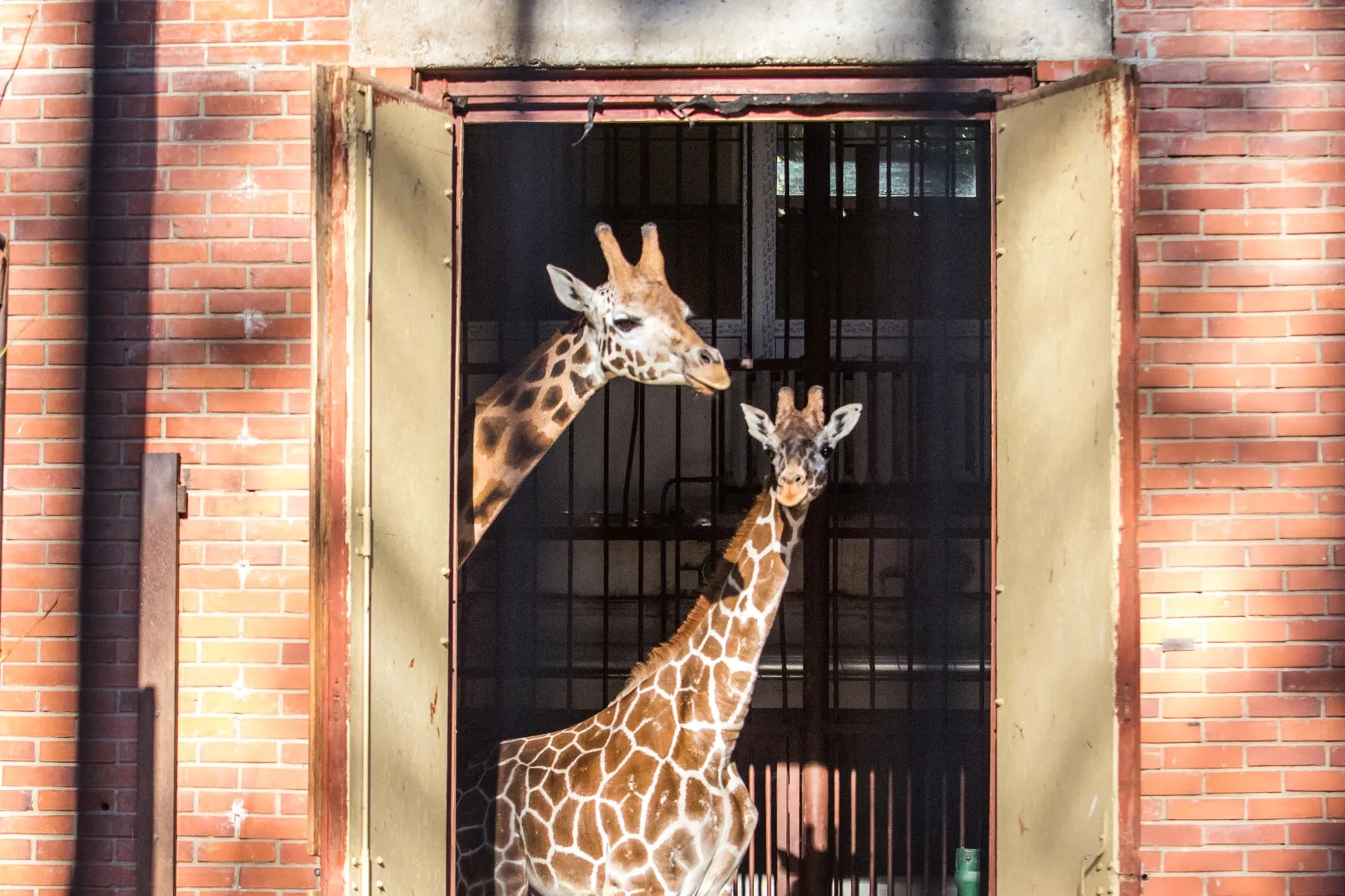 Naujos žirafos pristatymas