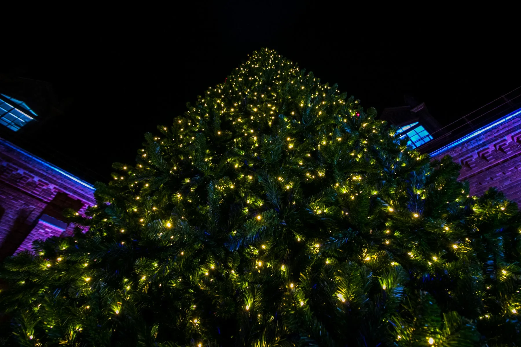 Raudondvario eglutės įžiebimas