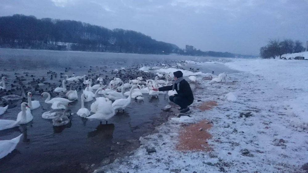 Paukščių lesinimas 04