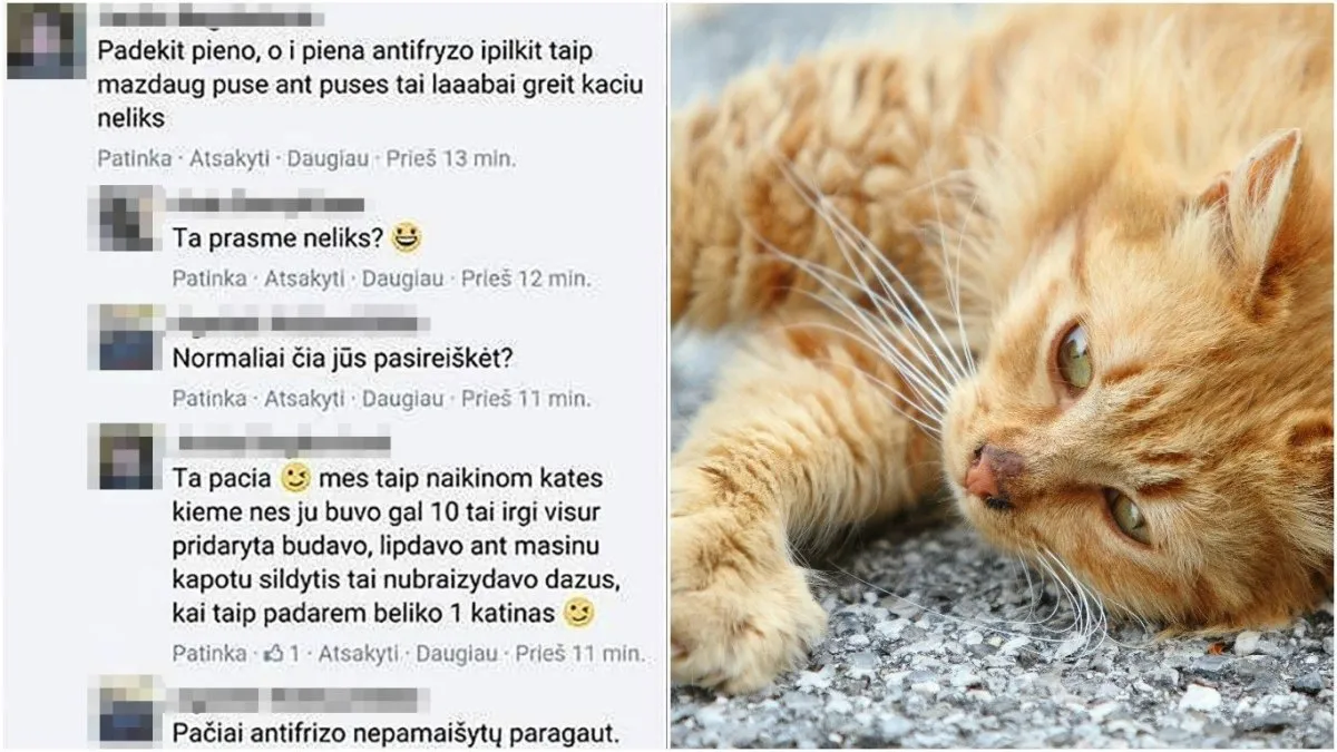 Moteris pasiūlė būdą naikinti laukines kates