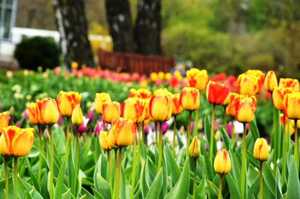 Botanikos sode - tulpių žydėjimo metas