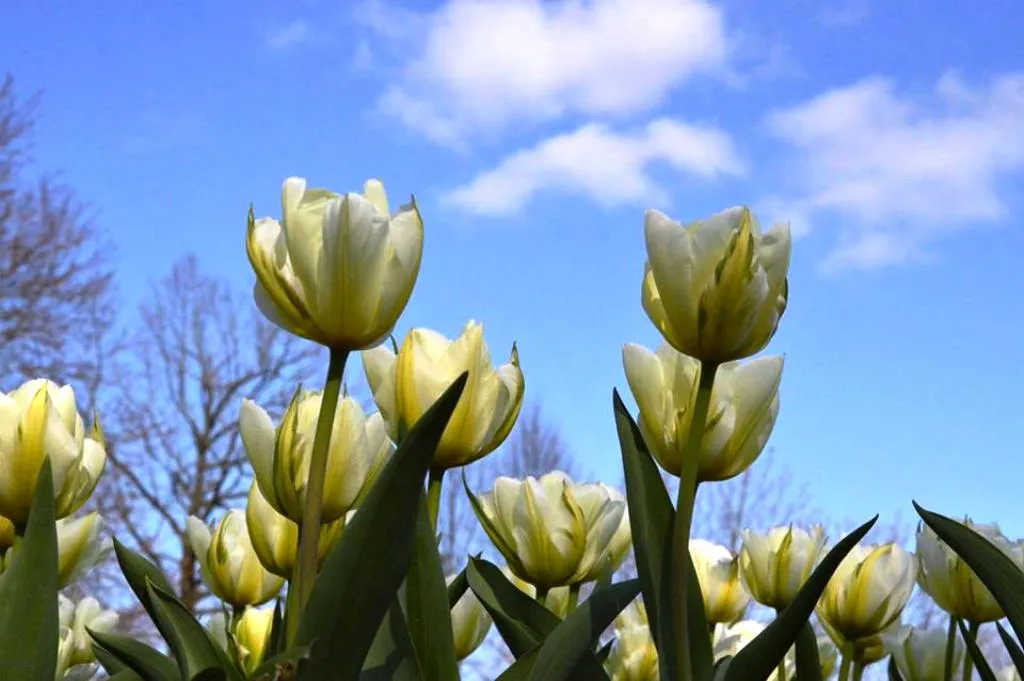 Botanikos sode - tulpių žydėjimo metas