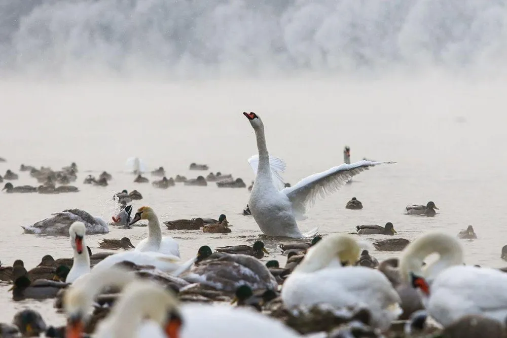 Nuotrauka nugalėtoja/R. Tenys „Gulbių šėrimas“