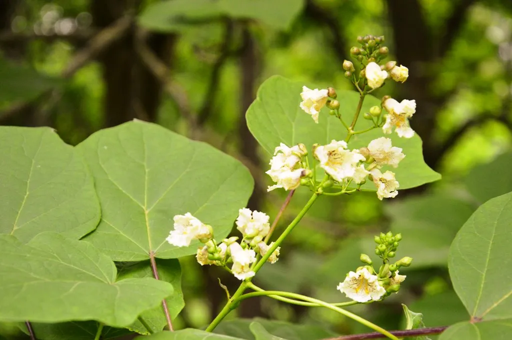 Kauno botanikos sode pražydo katalpos medžiai