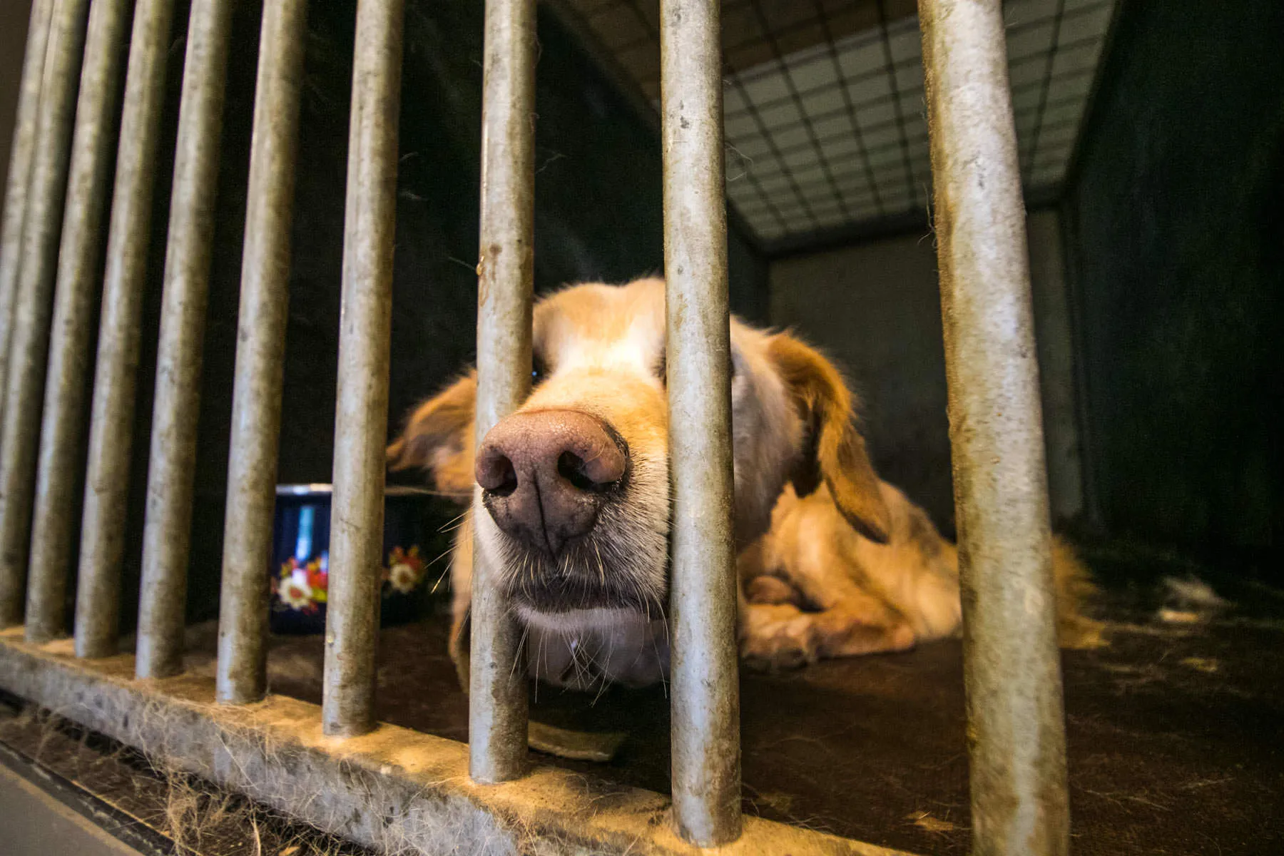 Beglobiai gyvūnai „Penktoje kojoje“, šuo, gyvūnų prieglauda