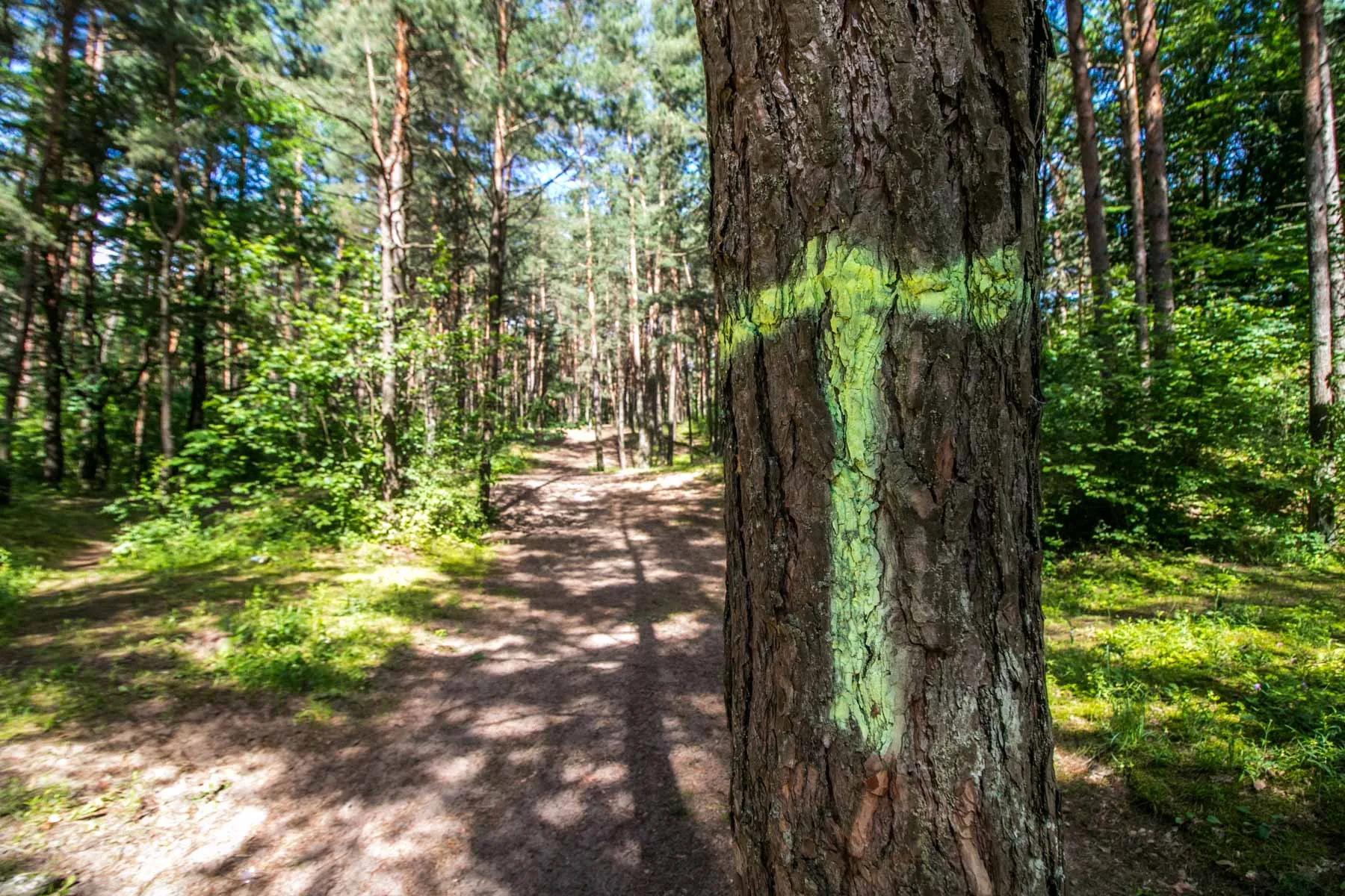 Kleboniškio miškas