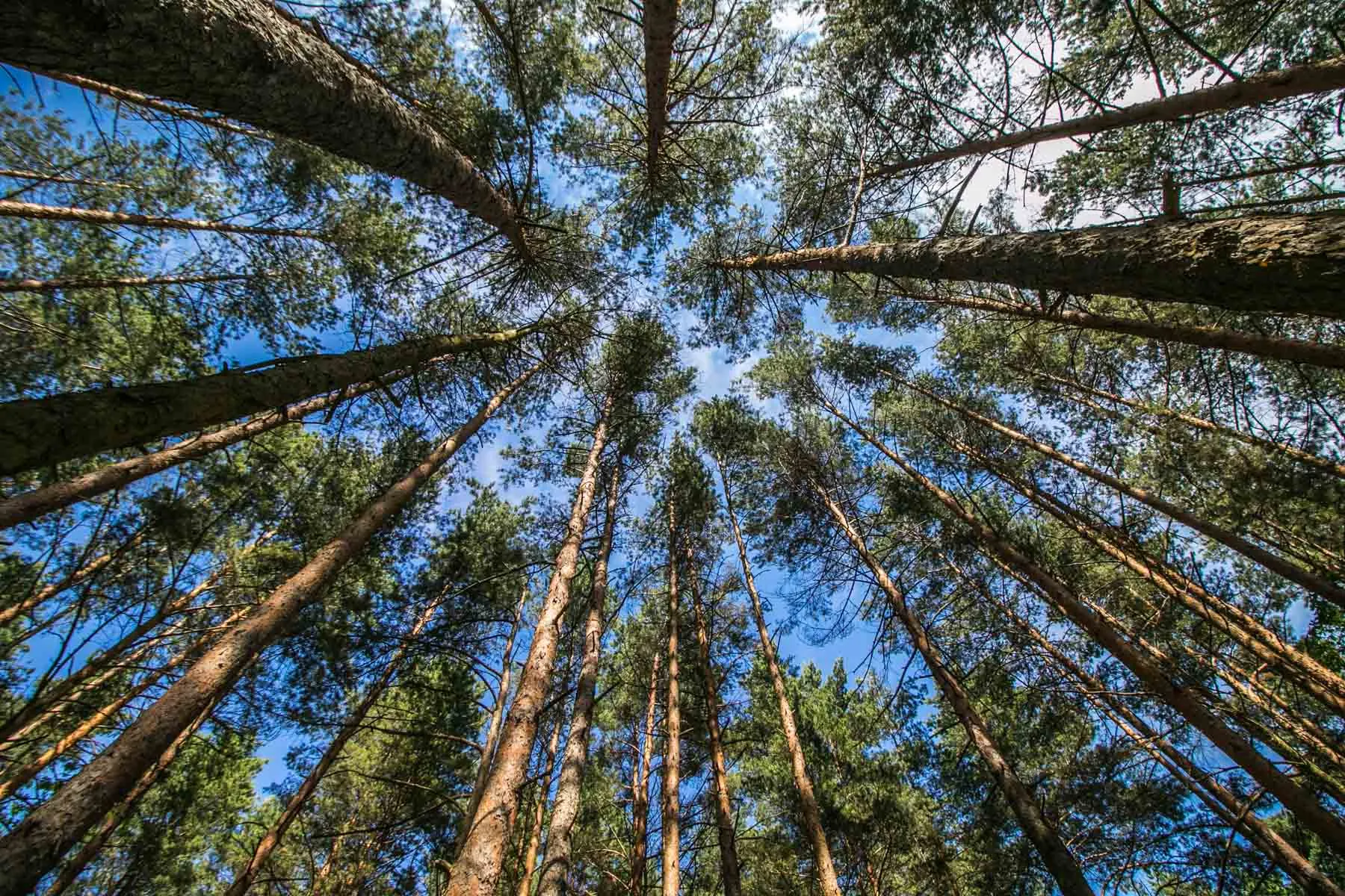 Kleboniškio miškas