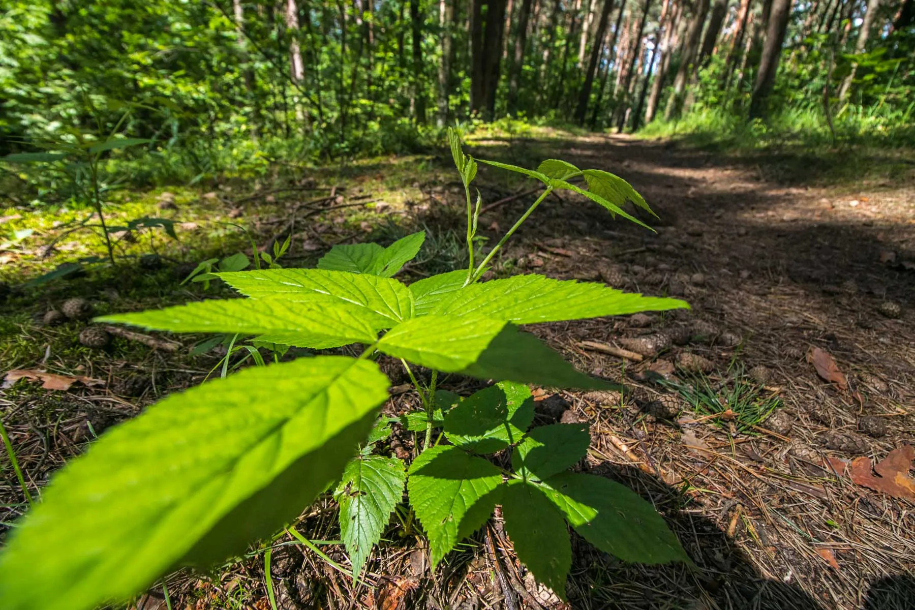 Kleboniškio miškas