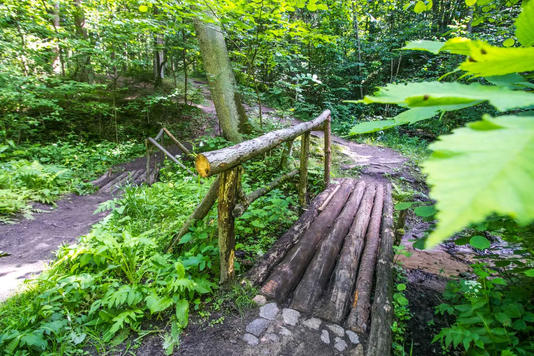 Kleboniškio miškas