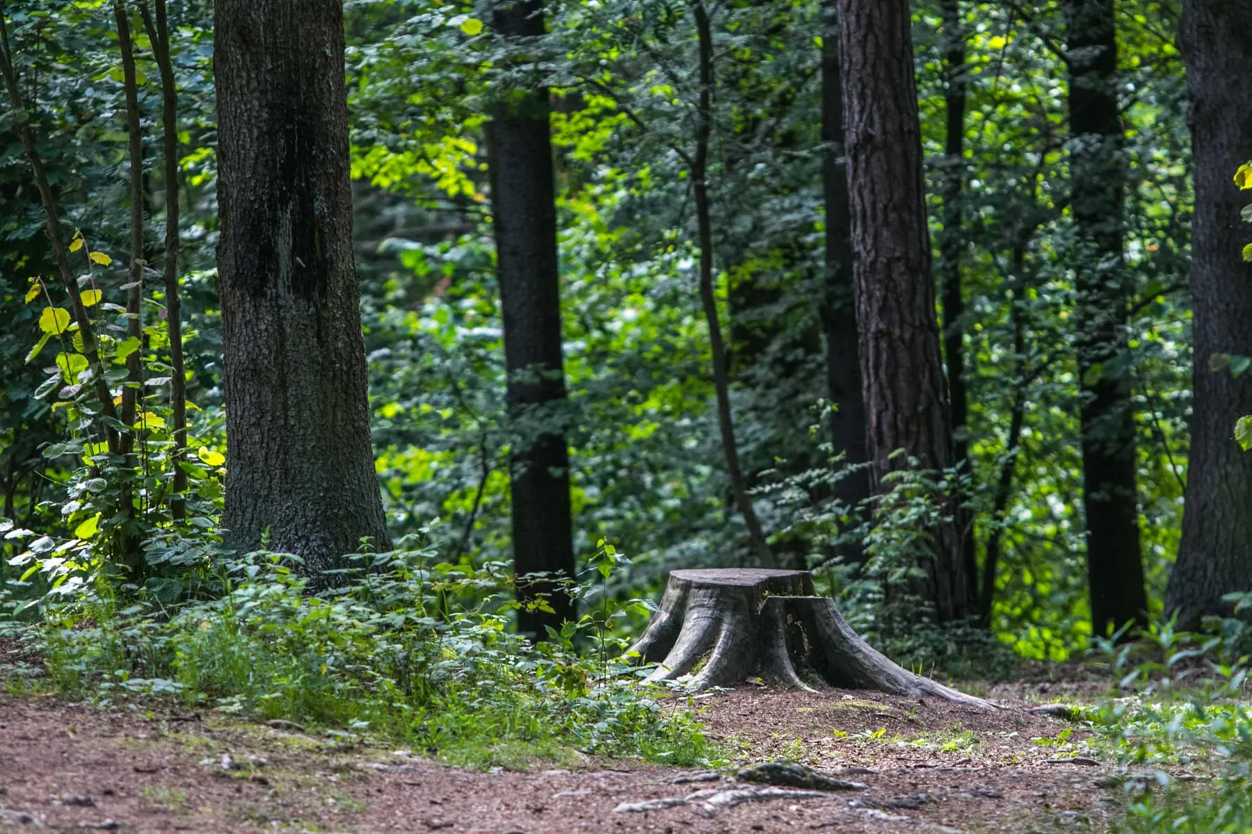 Kleboniškio miškas