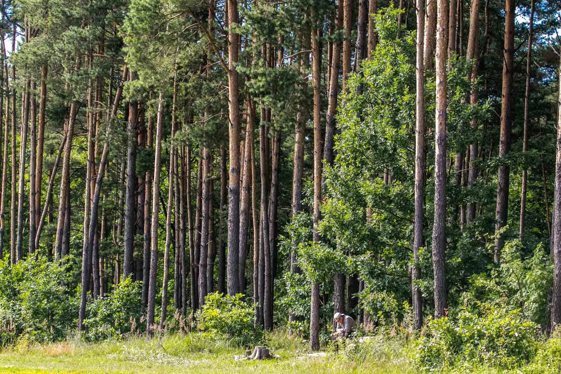 Kleboniškio miškas