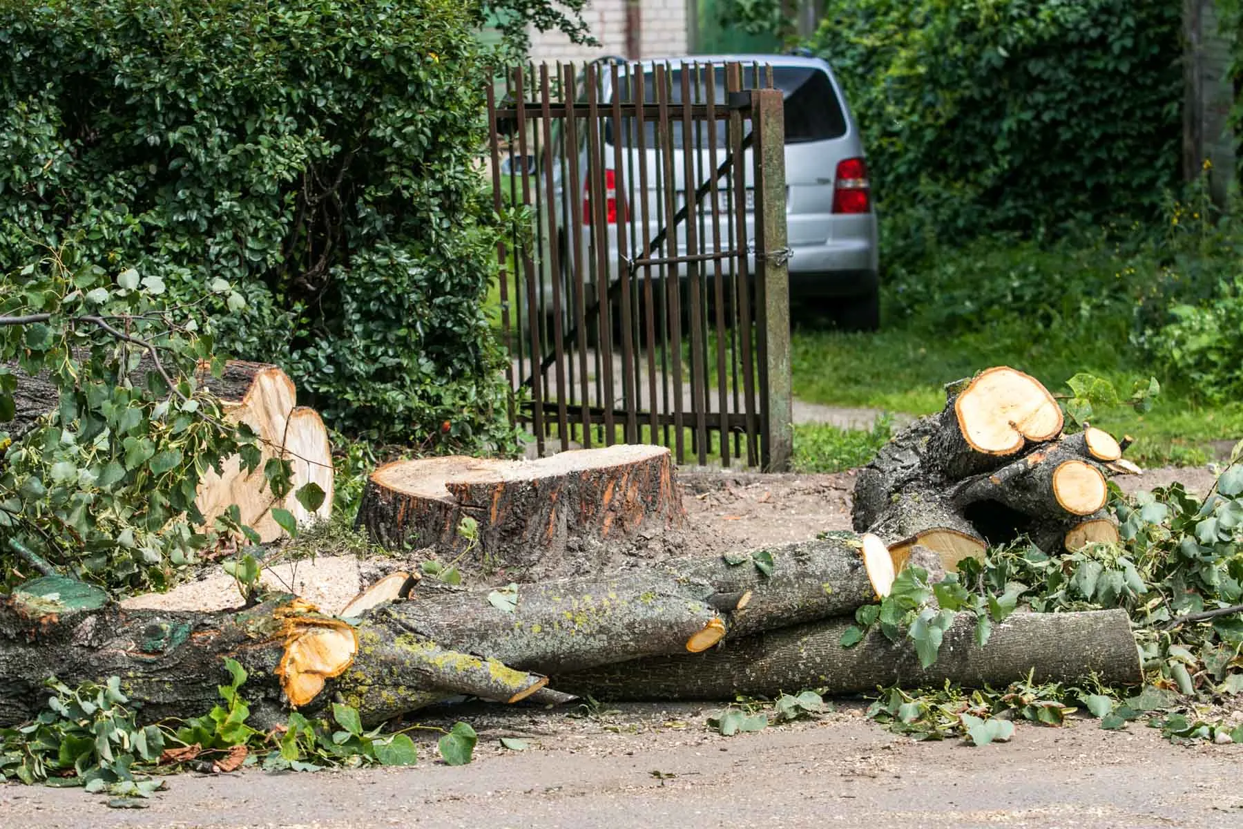 Kertami medžiai Zanavykų gatvėje