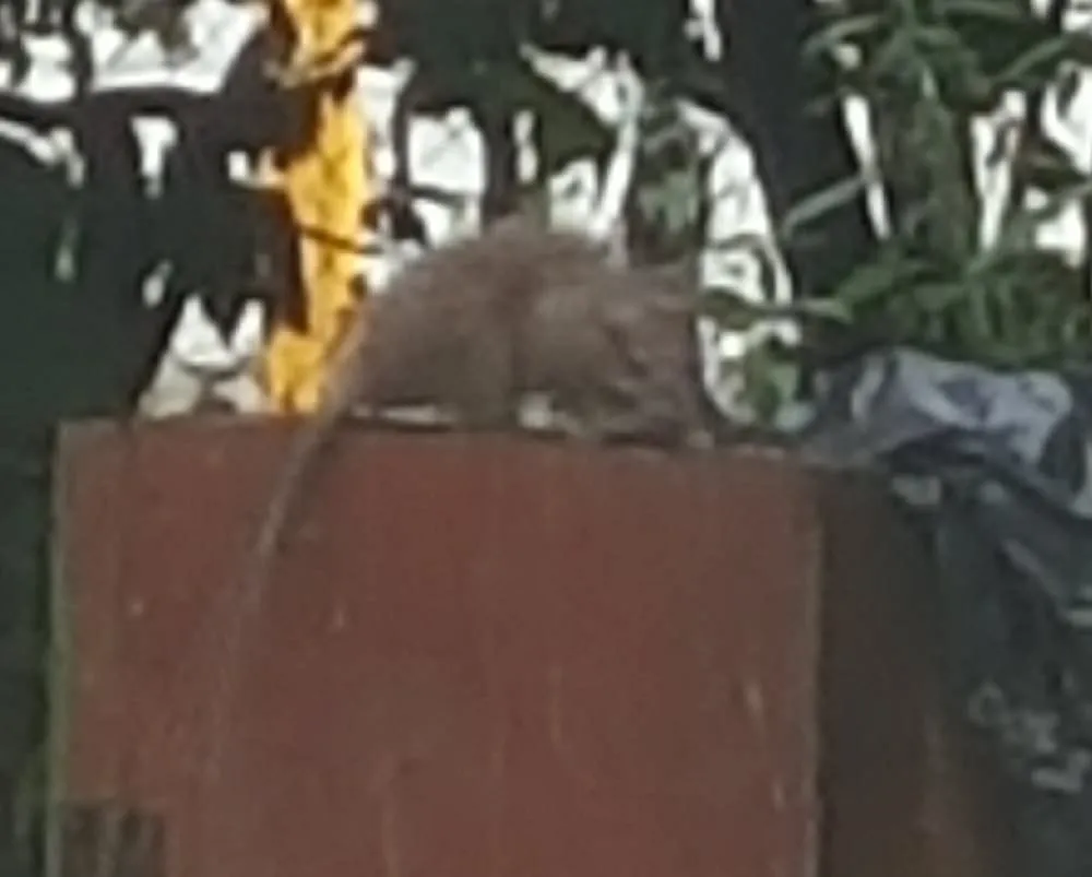 Laisvės alėjos 47 kiemas