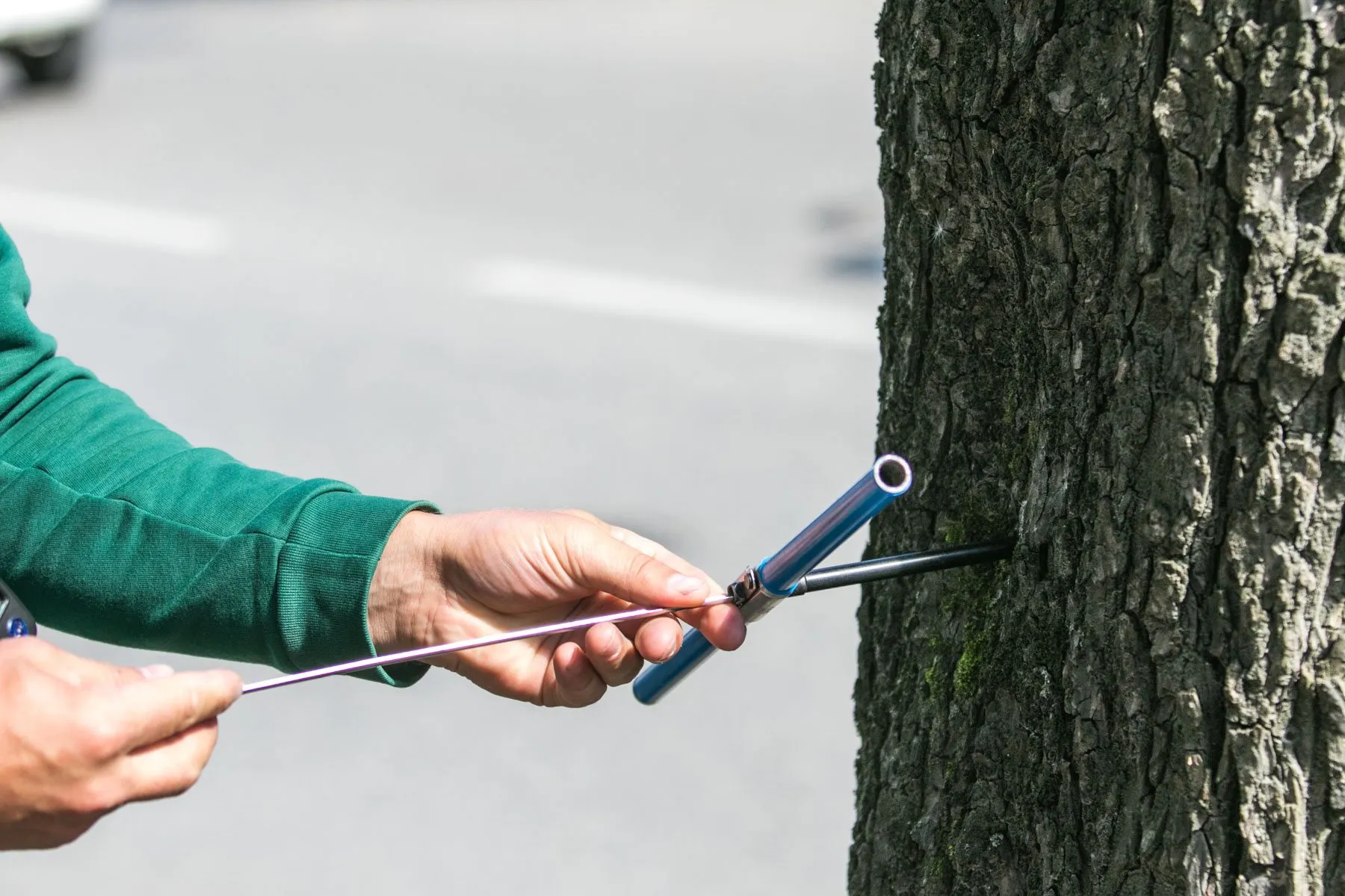 Medžių ekspertizė A. Mickevičiaus gatvėje