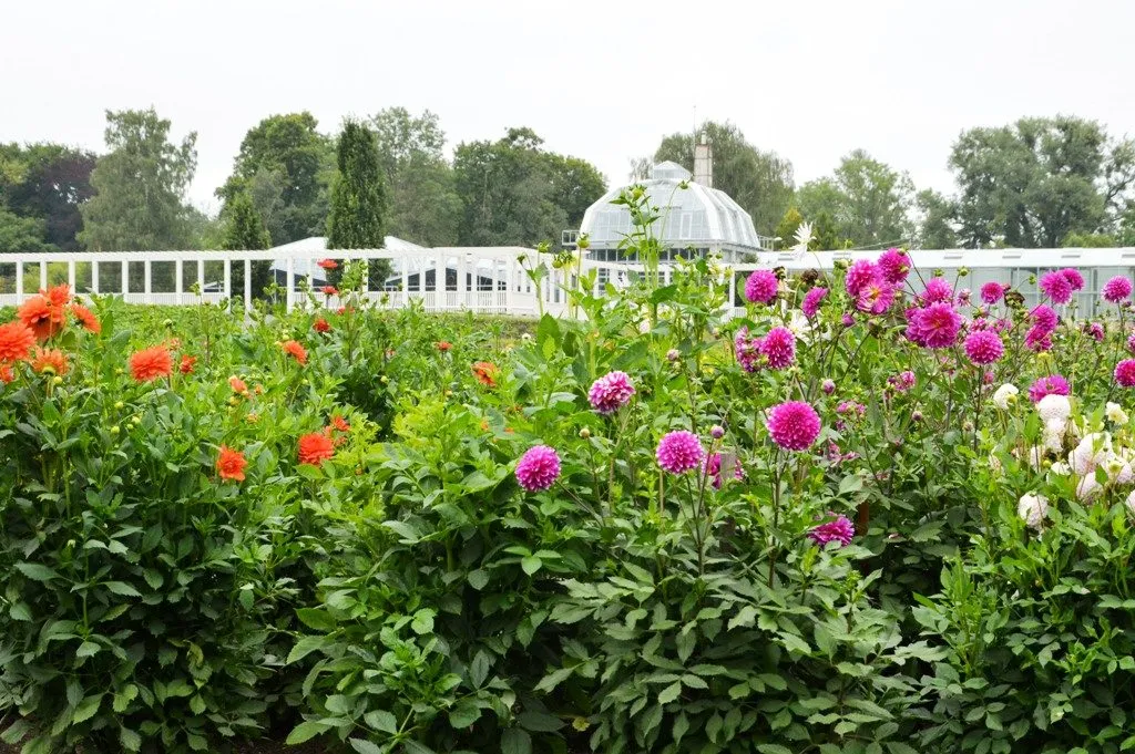 Botanikos sode sužydėjo jurginai