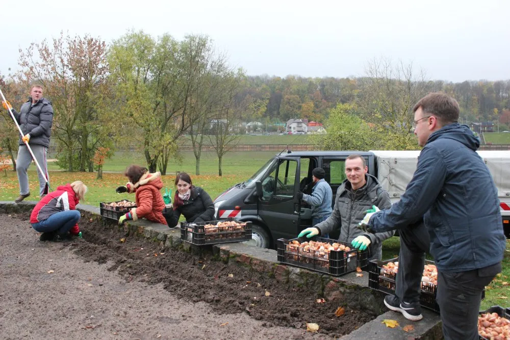Nojaus tulpių sodinimo akcija