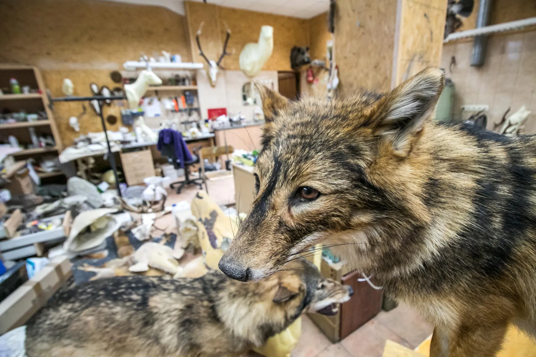 T. Ivanausko zoologijos muziejus