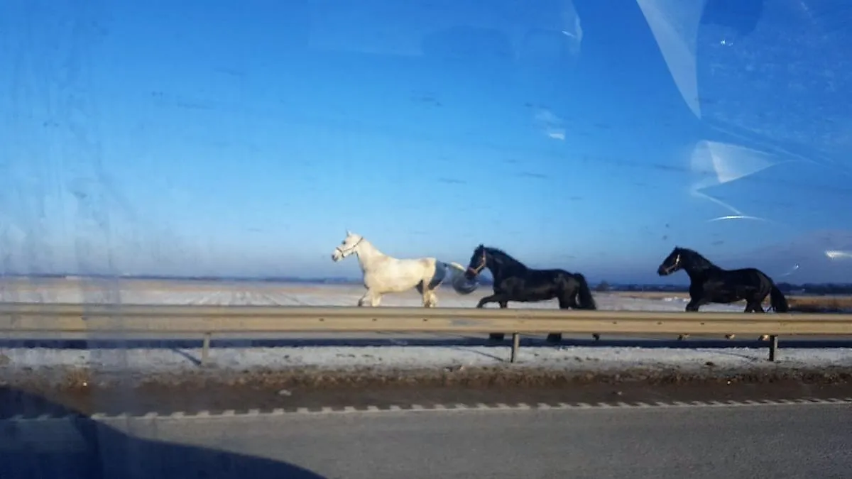 Pabėgę arkliai lekia A5 keliu