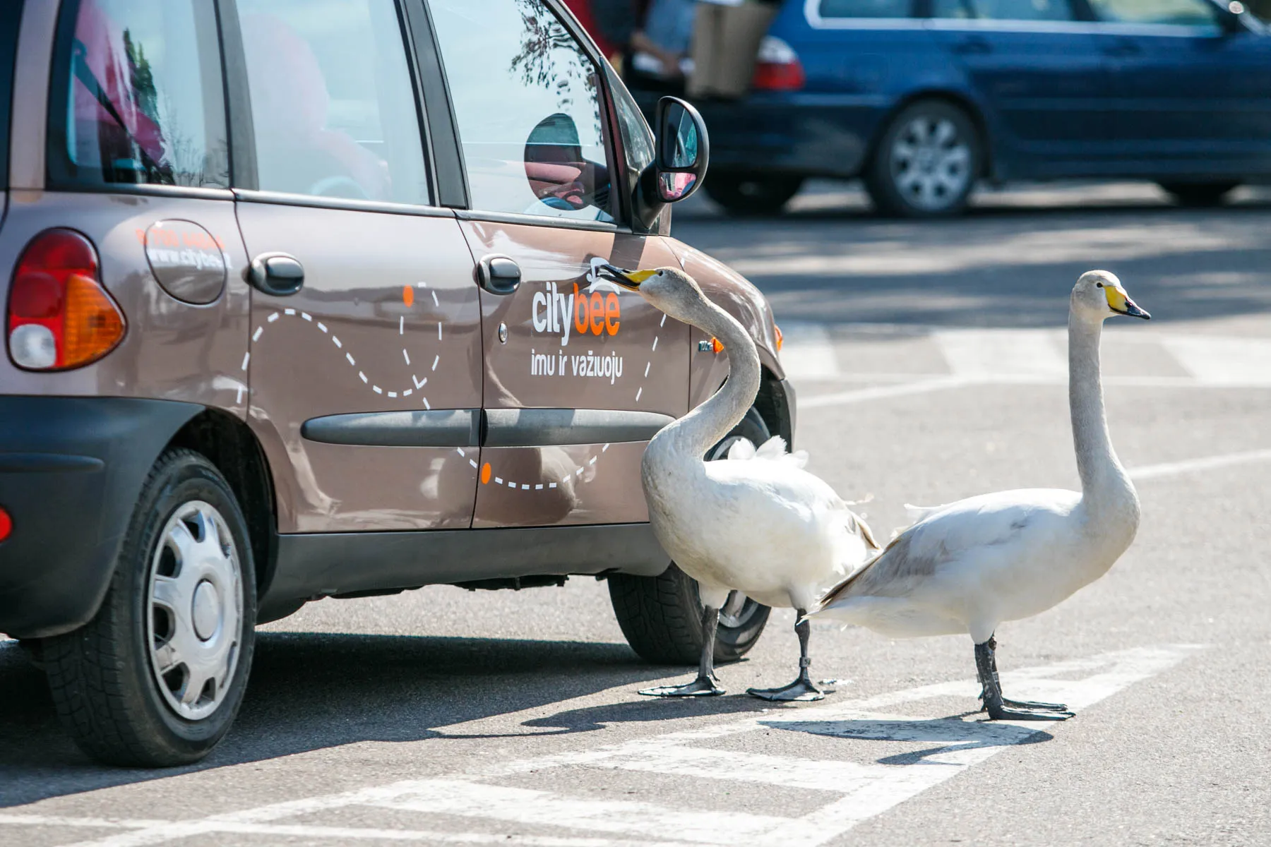 Fiat Multipla, Citybee