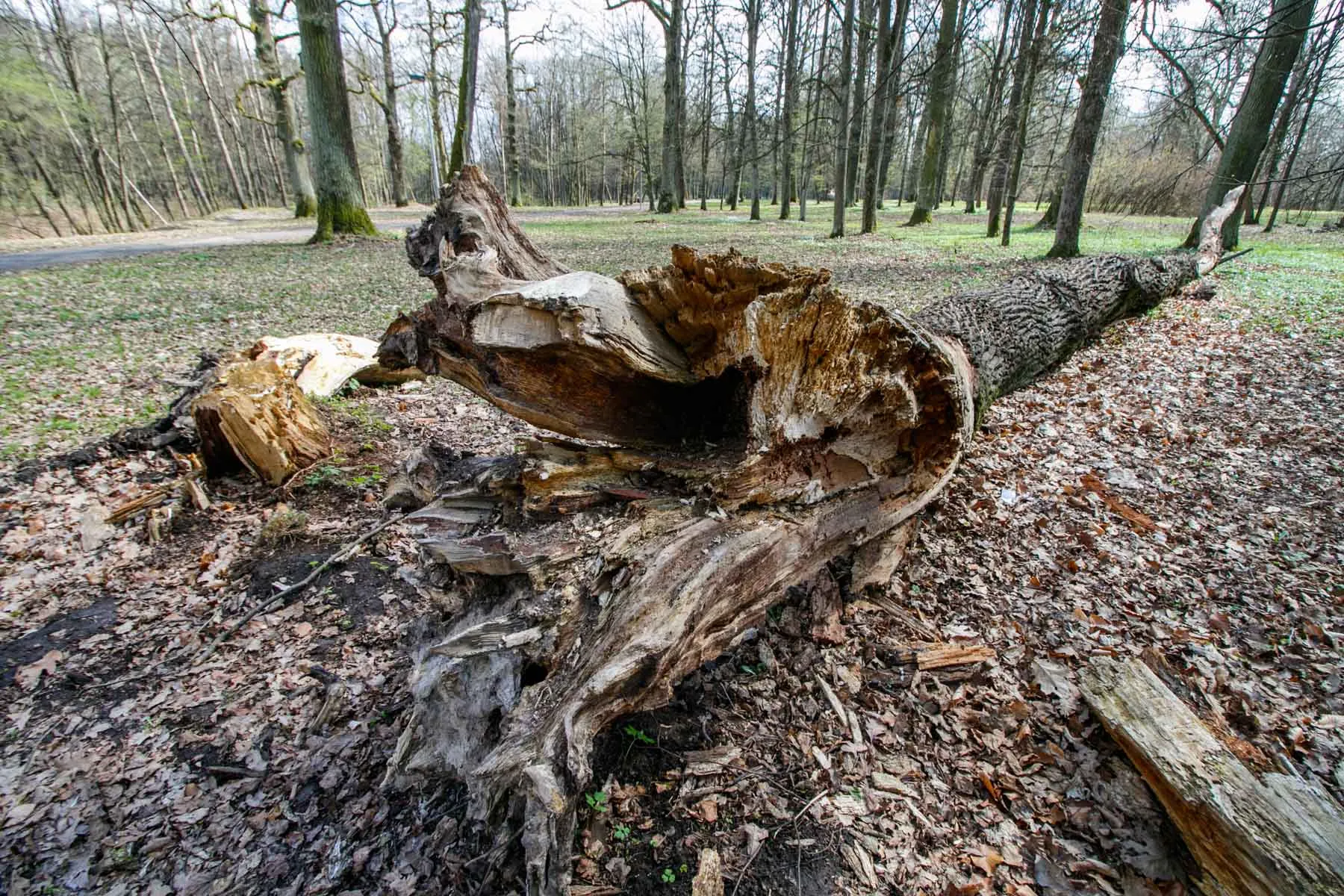 Ąžuolyno parkas prieš „Kaunas tvarkosi“