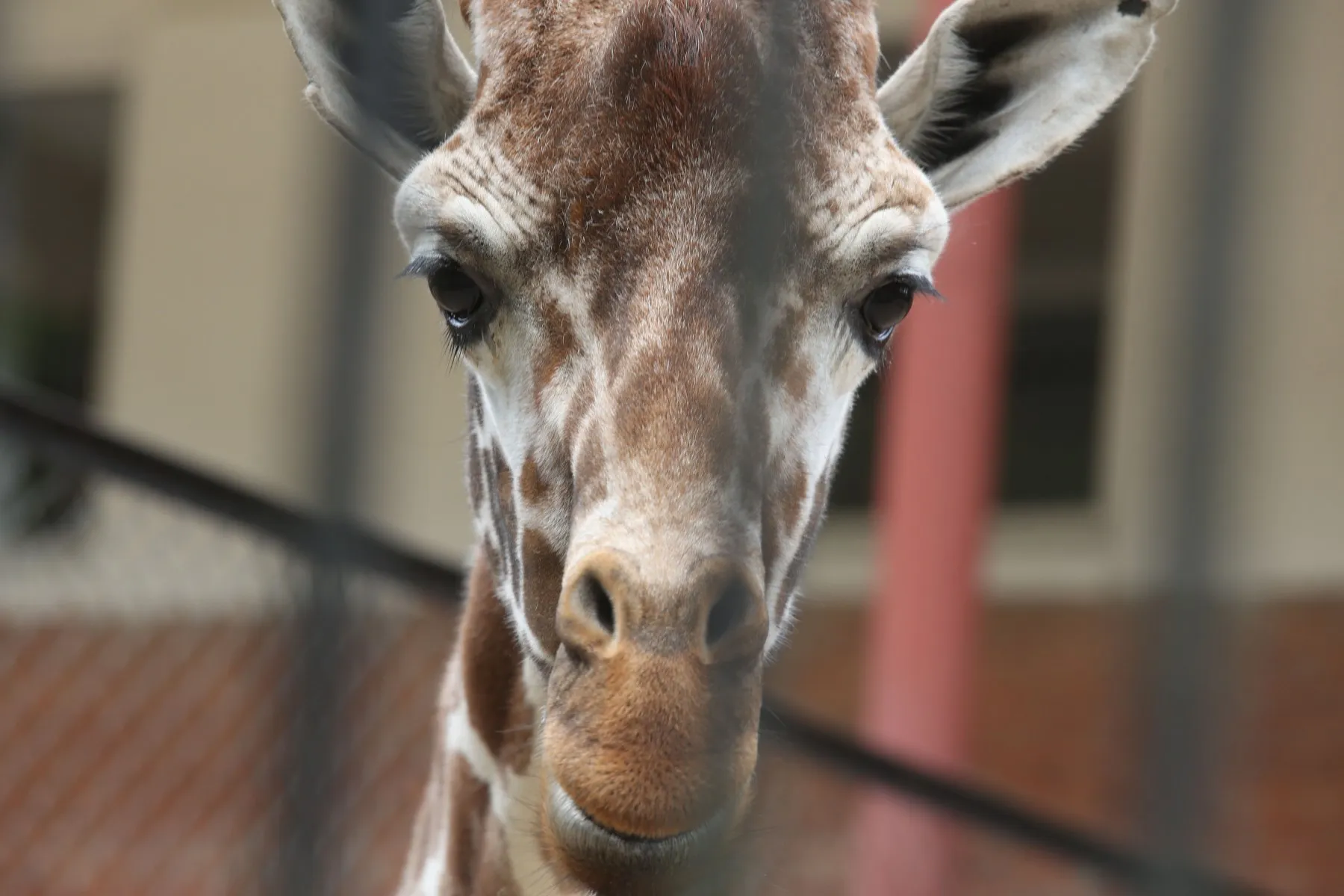 Lietuvos zoologijos sodo 80-mečio šventė