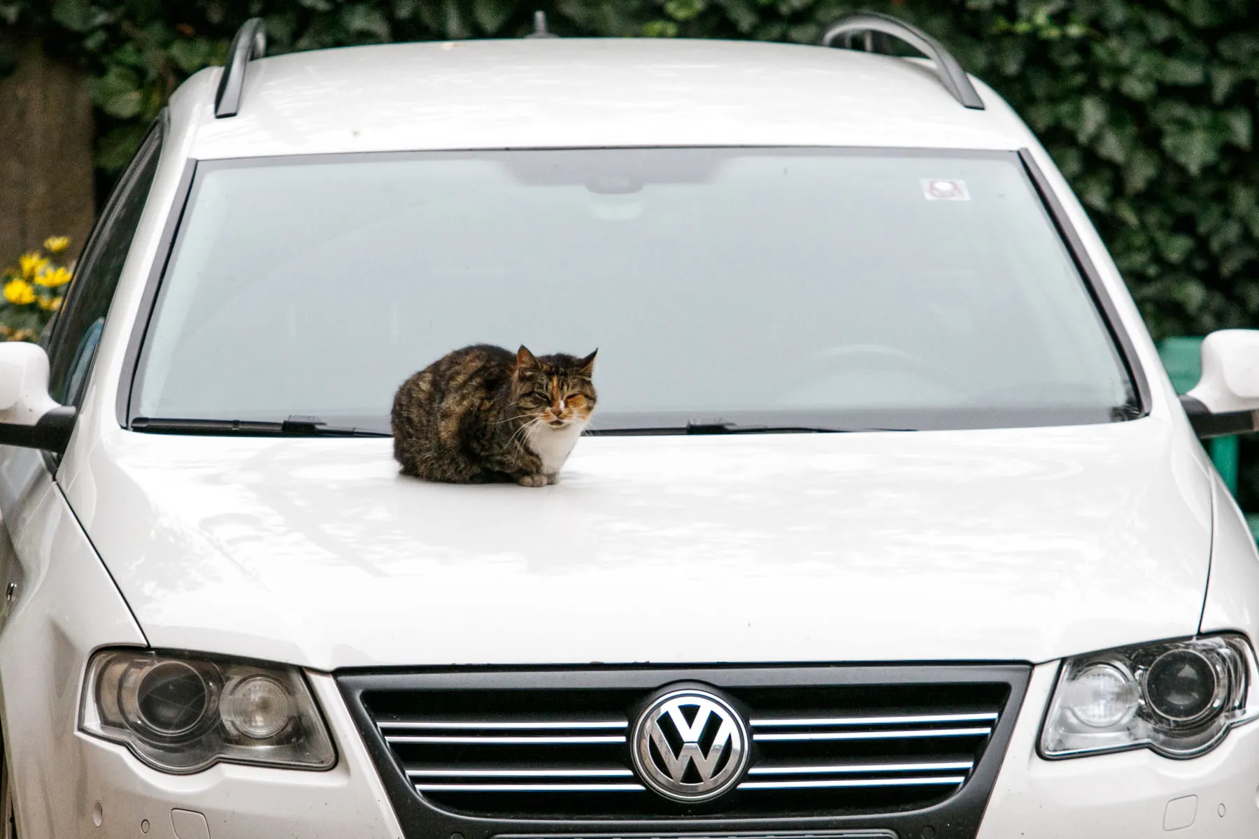 katė, Rudenišką trečiadienį užklupo šaltas oras
