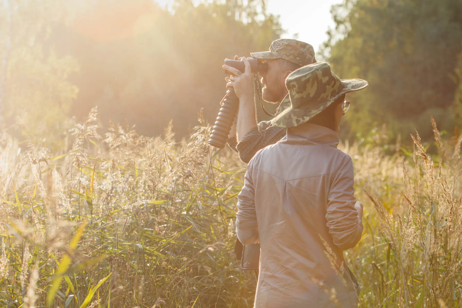 Elnių riaumojimas miške