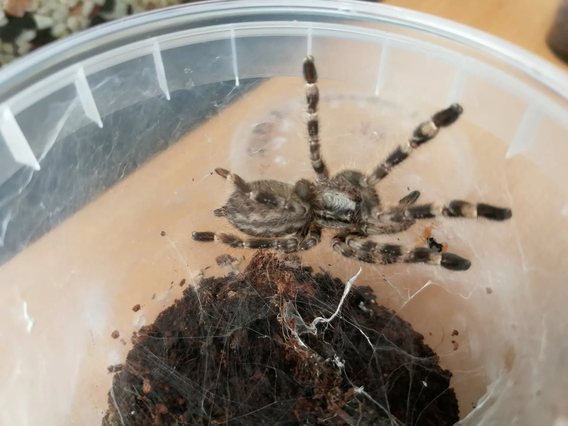 Vorai, kuriais prekiauta nelegaliai