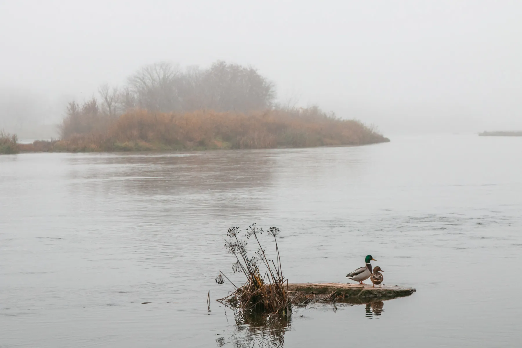 Kauną uždengė rūkas