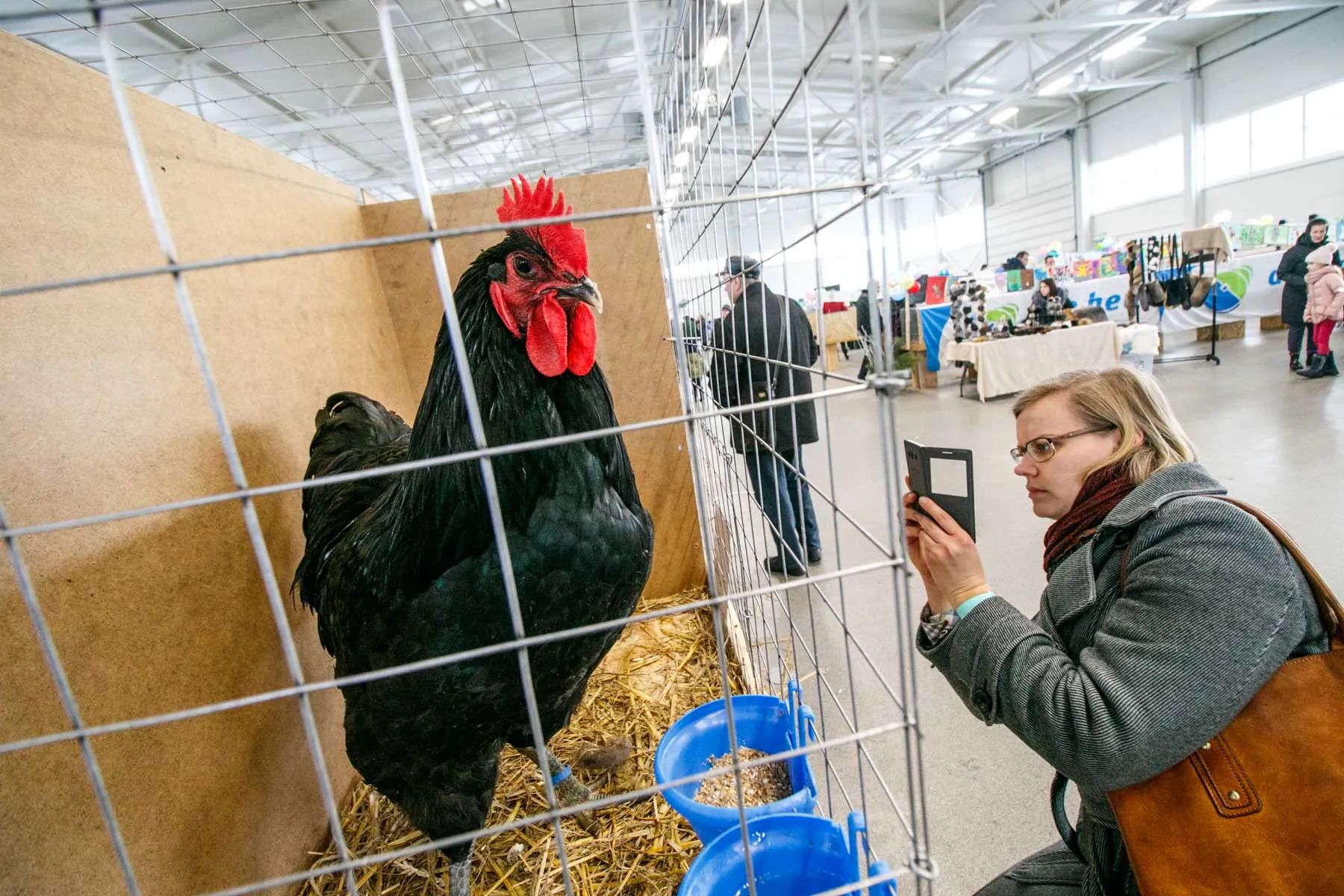 Veislinių gyvūnų paroda