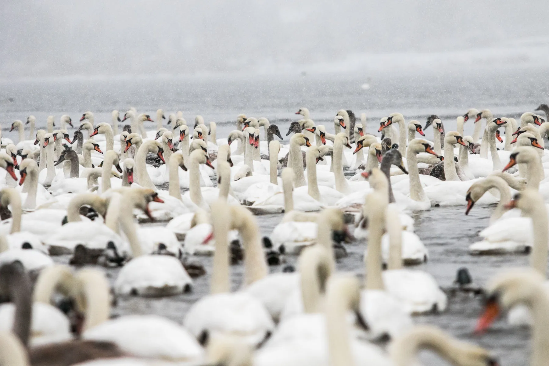 Gulbių lesykla Žemuosiuose Šančiuose