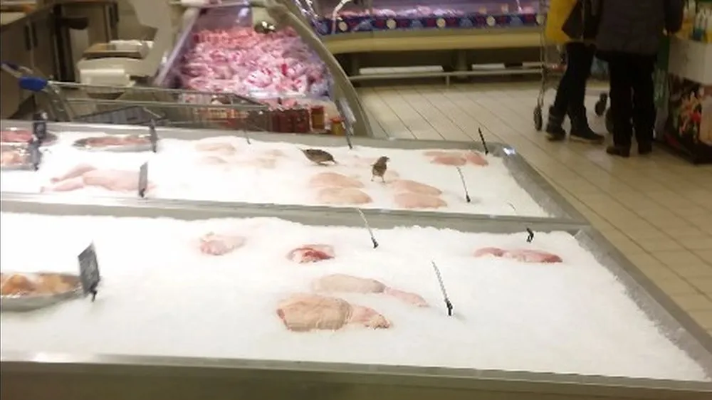 Žvirblių puota „Maxima Bazėje“