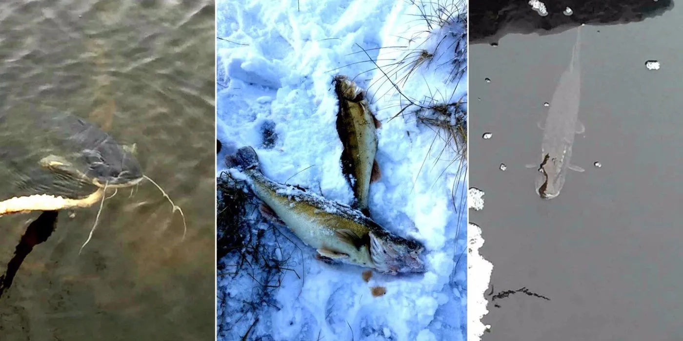 Tvenkinys Kėdainių rajone, ekologinė nelaimė