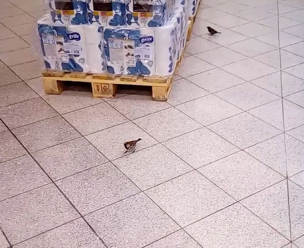 Žvirbliai „Maximoje“