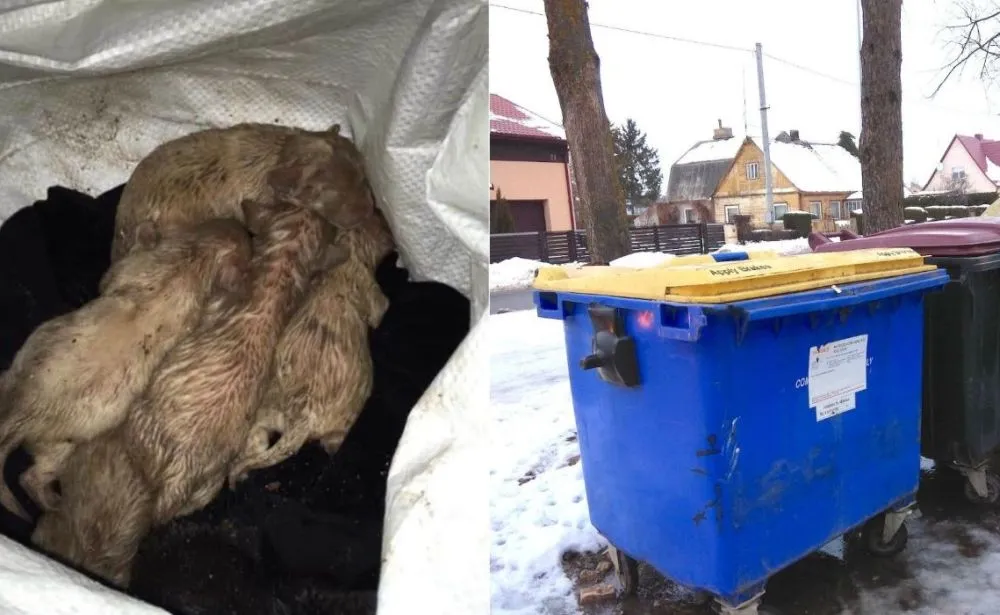 Konteineryje palikti šuniukai