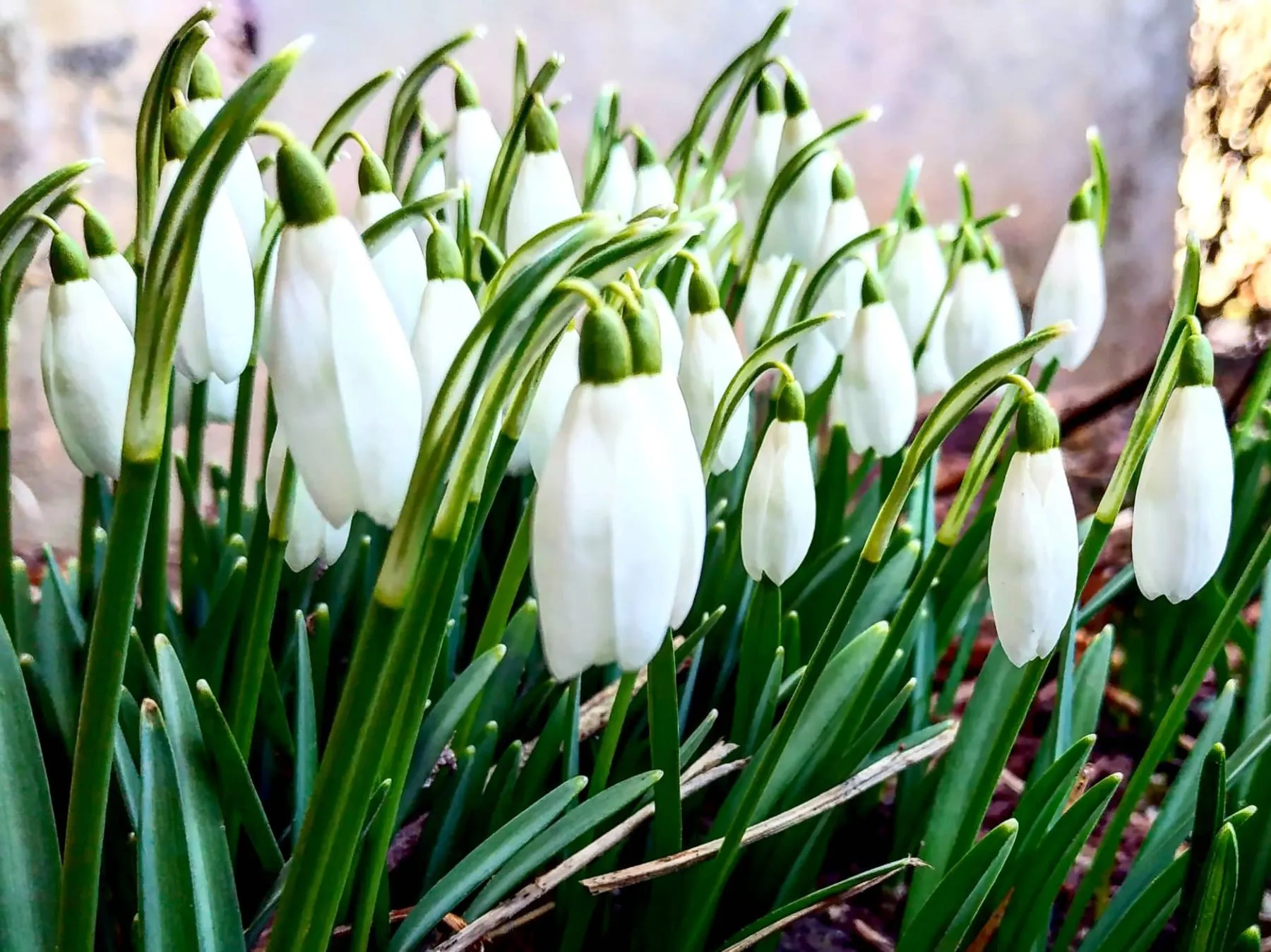 Kaune pražydo pirmosios snieguolės