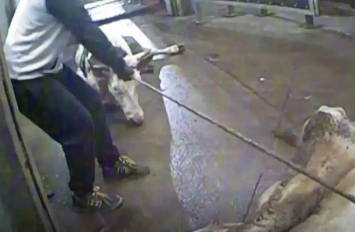 Nesaugi jautiena, jautienos skandalas, Lenkijos skerdykla